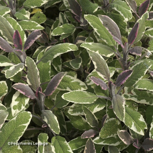 Photo Salvia officinalis ( Variegated Group ) 'Tricolor'
