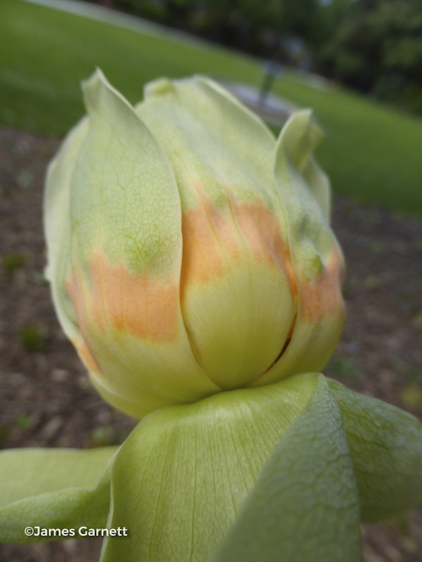Photo Liriodendron tulipifera