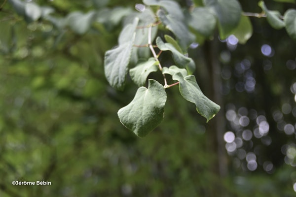 Photo Cercidiphyllum japonicum
