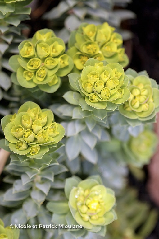 Image de Euphorbia myrsinites