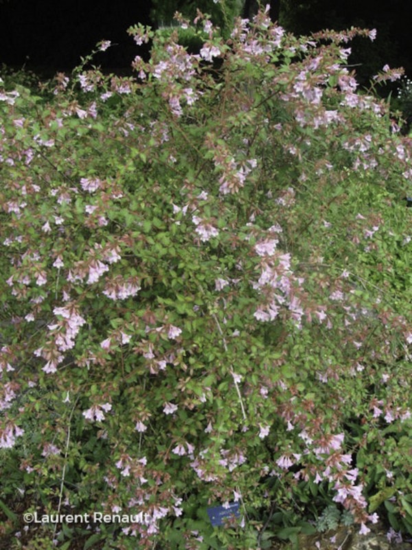 Photo Zabelia parvifolia
