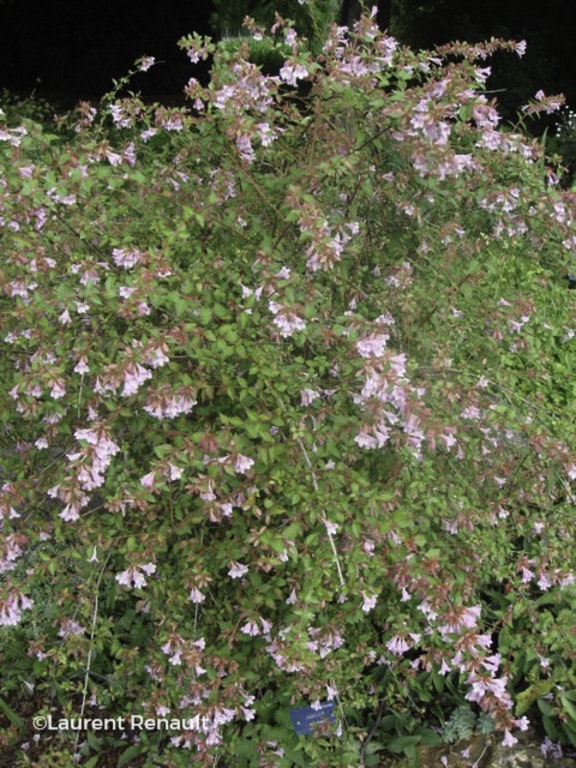 Image de Zabelia parvifolia