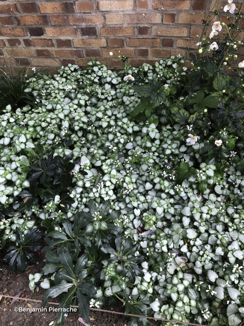 Photo Lamium maculatum 'White Nancy'