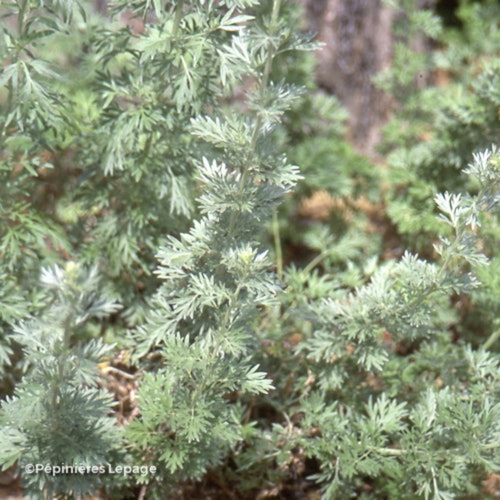 Photo Artemisia absinthium