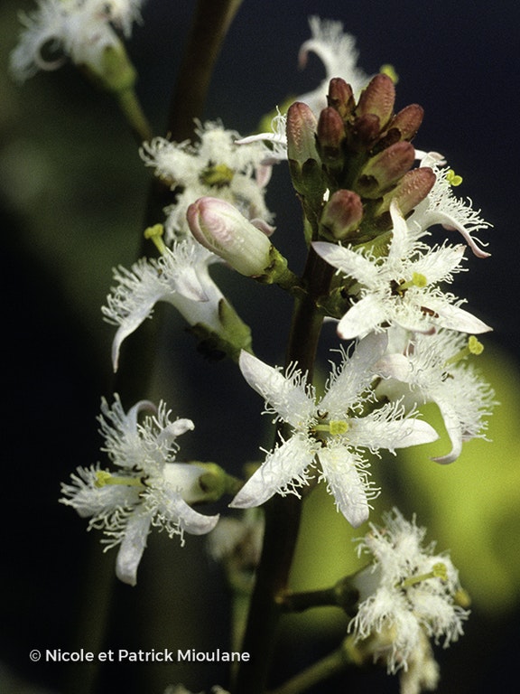 Image de Menyanthes trifoliata