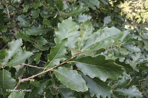 Photo Quercus bicolor