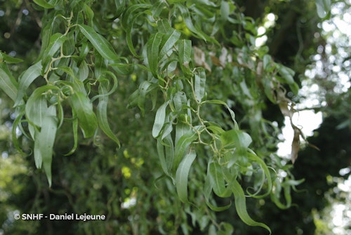 Photo Salix babylonica var. pekinensis 'Tortuosa'