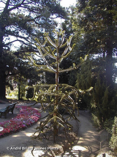 Photo Araucaria araucana