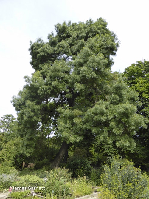 Photo Fraxinus angustifolia