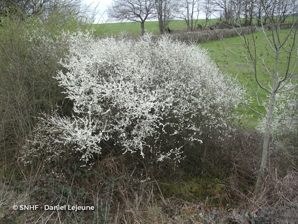 Photo Prunus spinosa