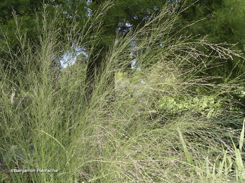 Photo Molinia caerulea ( Arundinacea Group ) 'Transparent'
