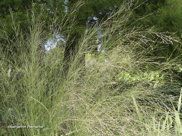 Photo Molinia caerulea ( Arundinacea Group ) 'Transparent'