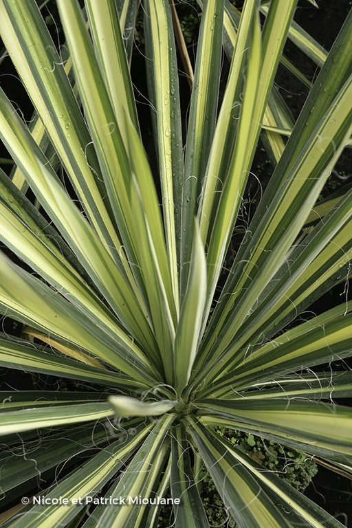 Image de Yucca flaccida 'Golden Sword'