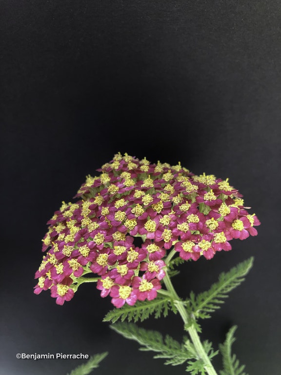 Image de Achillea millefolium 'Paprika'