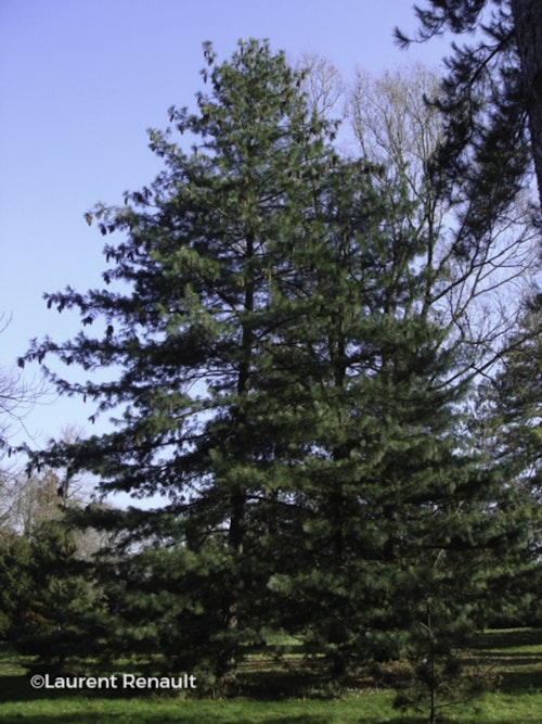 Photo Pinus wallichiana
