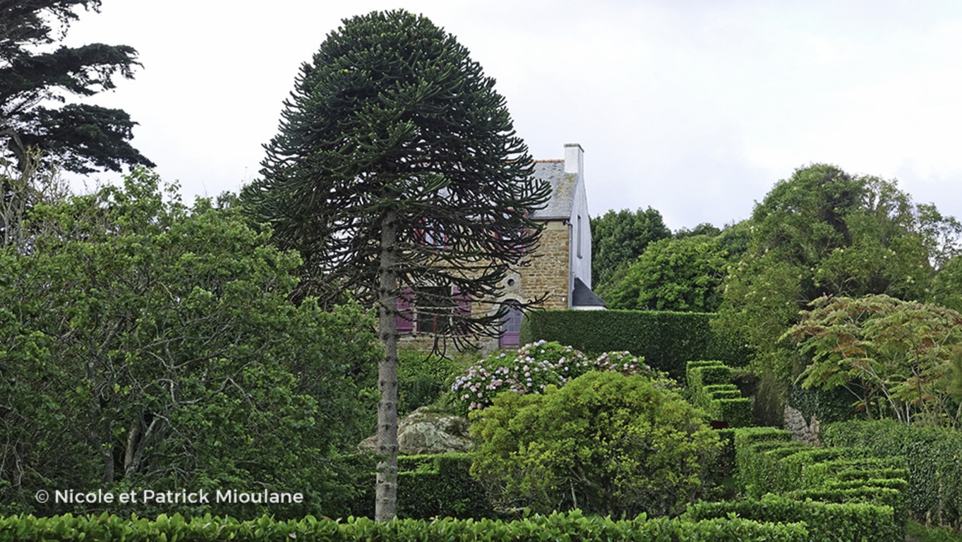 Image de Araucaria araucana