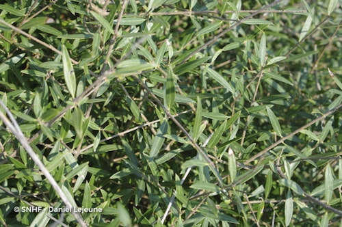 Photo Phillyrea angustifolia
