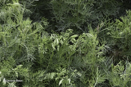 Photo Artemisia abrotanum