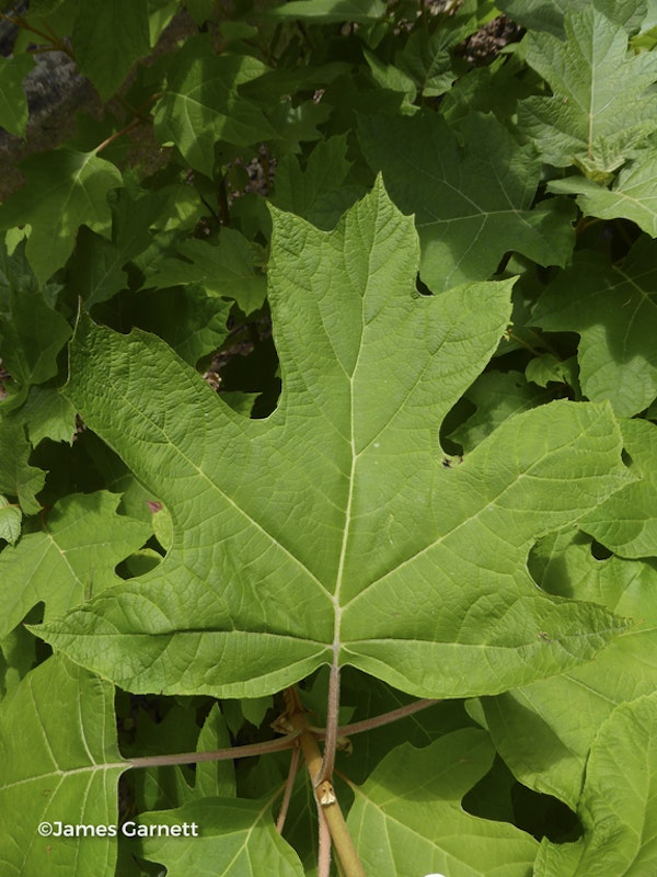 Photo Hydrangea quercifolia