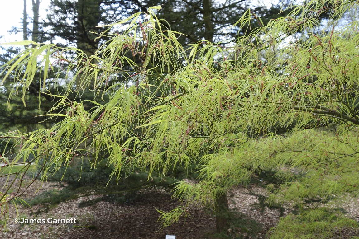 Image de Acer palmatum 'Koto-no-ito'