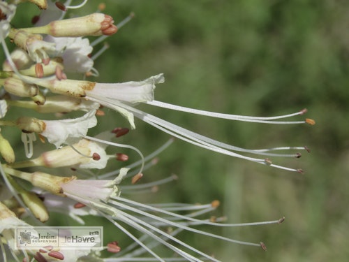 Photo Aesculus parviflora