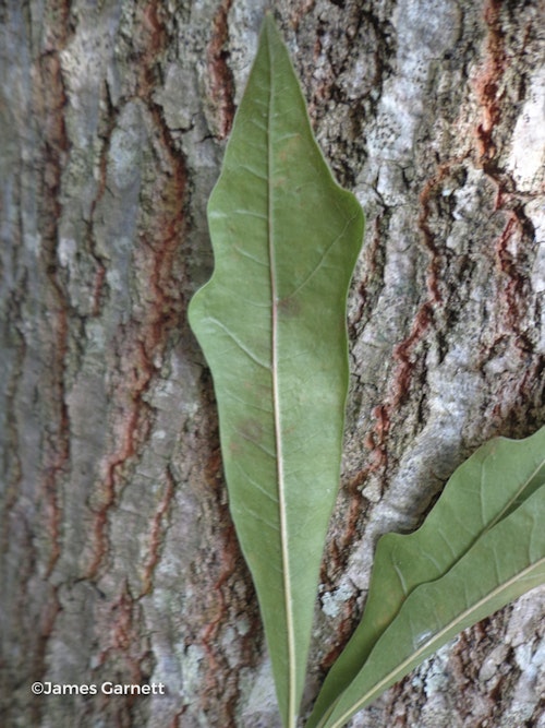 Photo Quercus laurifolia