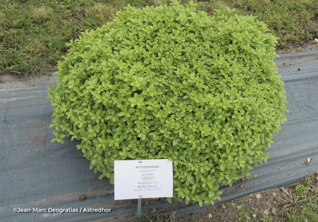 Image de Pittosporum tenuifolium 'Golf Ball'