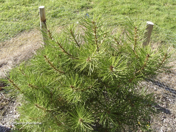 Photo Pinus bungeana