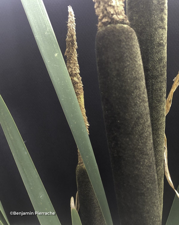 Photo Typha latifolia