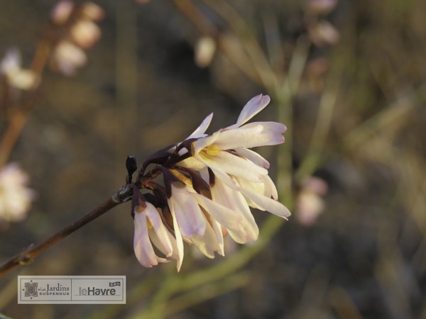Photo Abeliophyllum distichum