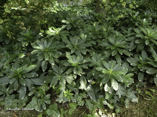 Photo Euphorbia amygdaloides subsp. robbiae