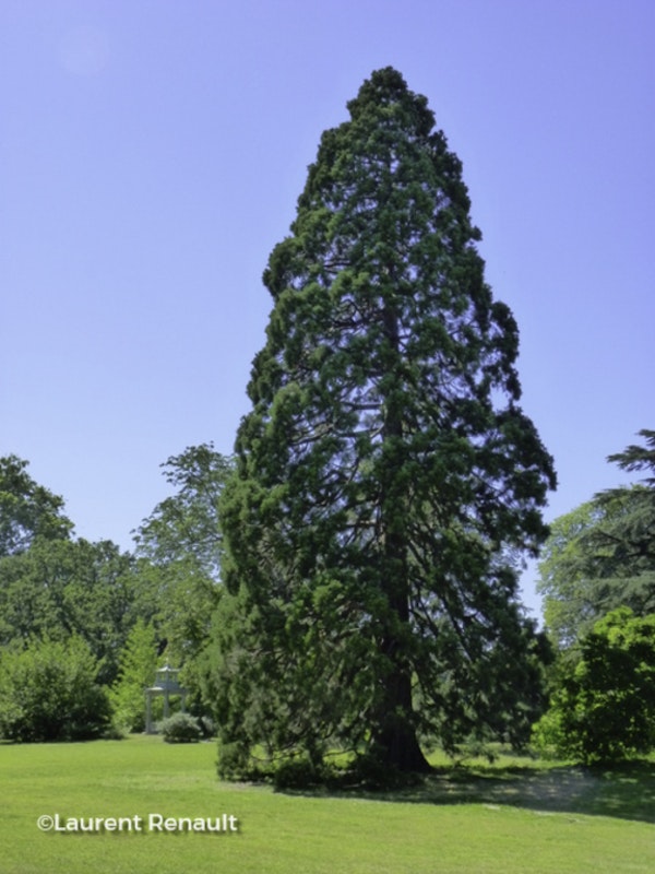 Photo Sequoiadendron giganteum