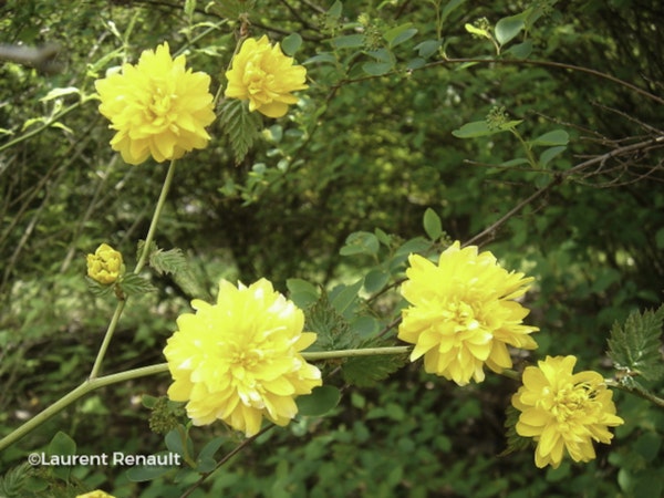 Photo Kerria japonica 'Pleniflora'