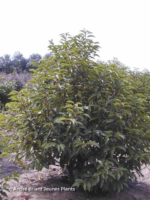 Photo Prunus lusitanica