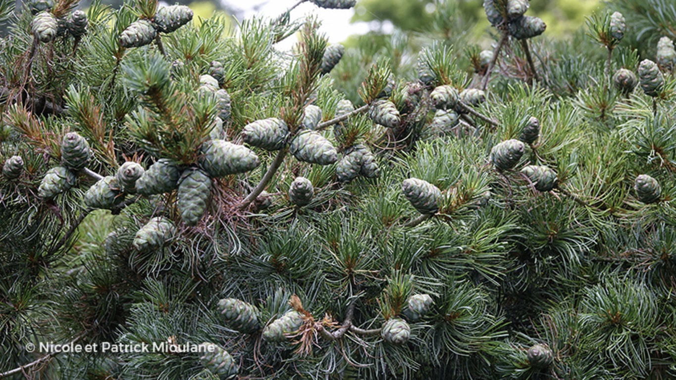 Image de Pinus parviflora ( Glauca Group )