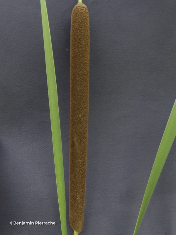 Photo Typha angustifolia