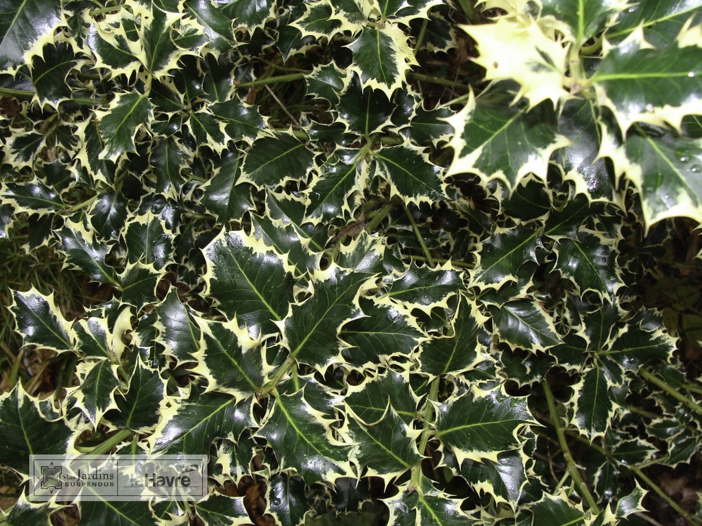 Image de Ilex aquifolium 'Argentea Marginata'