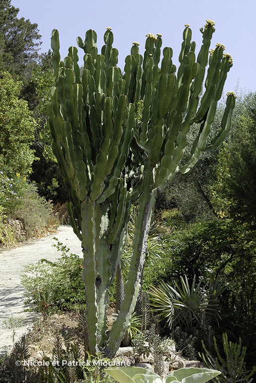 Image de Euphorbia ingens