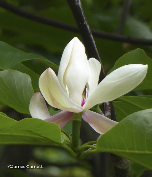 Photo Magnolia tripetala