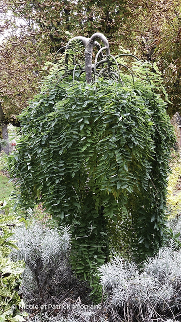 Photo Styphnolobium japonicum 'Pendula'