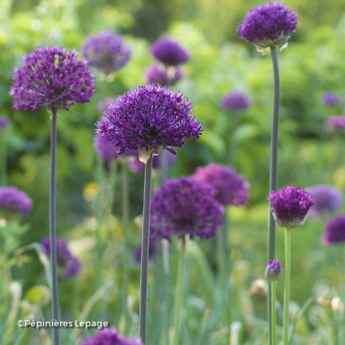 Photo Allium hollandicum 'Purple Sensation'