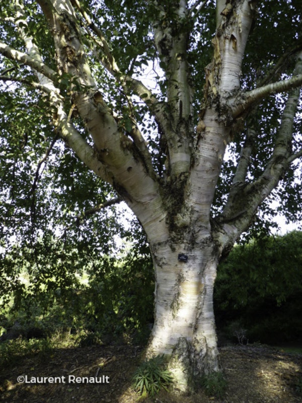 Photo Betula utilis subsp. albosinensis