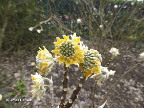 Photo Edgeworthia chrysantha