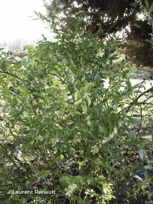 Photo Sarcococca ruscifolia