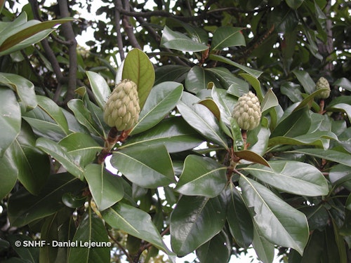 Photo Magnolia grandiflora