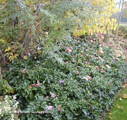 Photo Mahonia aquifolium 'Apollo'