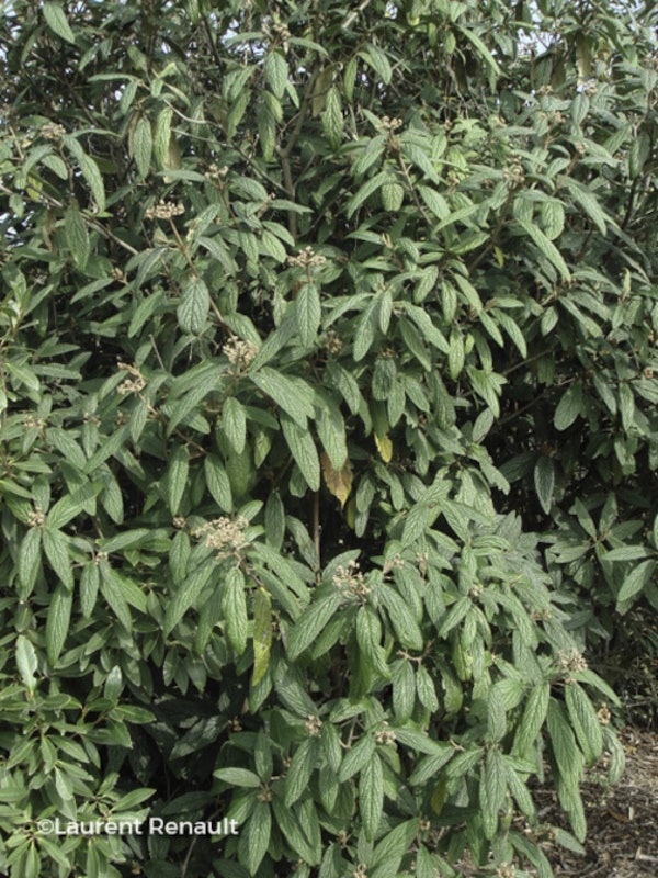 Photo Viburnum rhytidophyllum