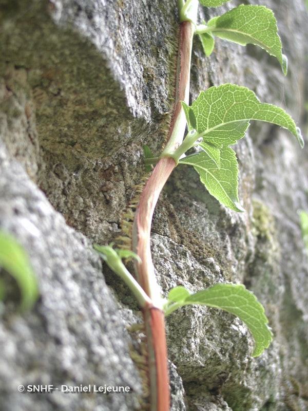 Photo Hydrangea anomala subsp. petiolaris
