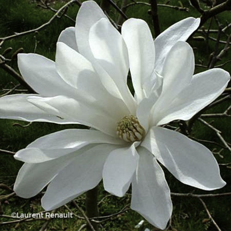 Image de Magnolia x loebneri