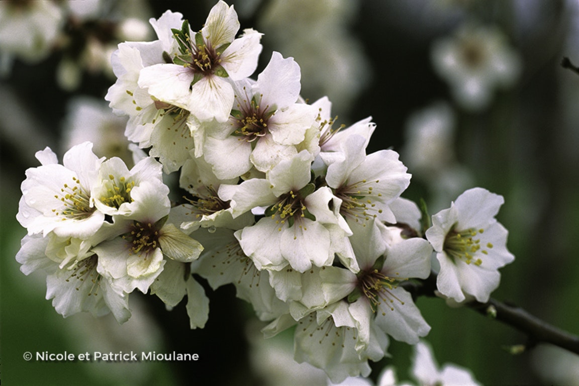 Image de Prunus dulcis